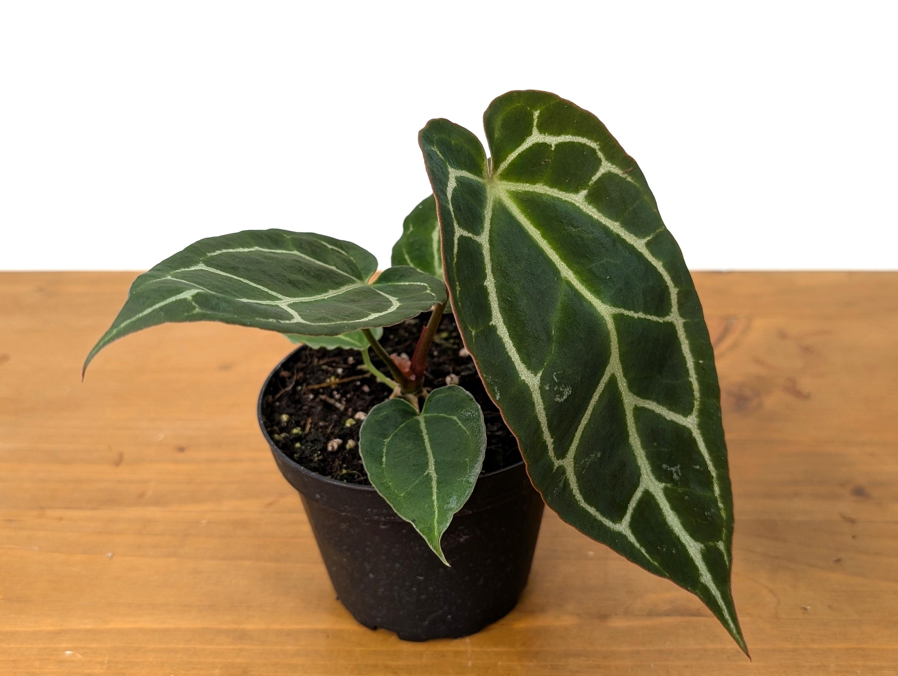 Anthurium Crystallinum - Beautiful Sparkling Veins on This Tropical Houseplant