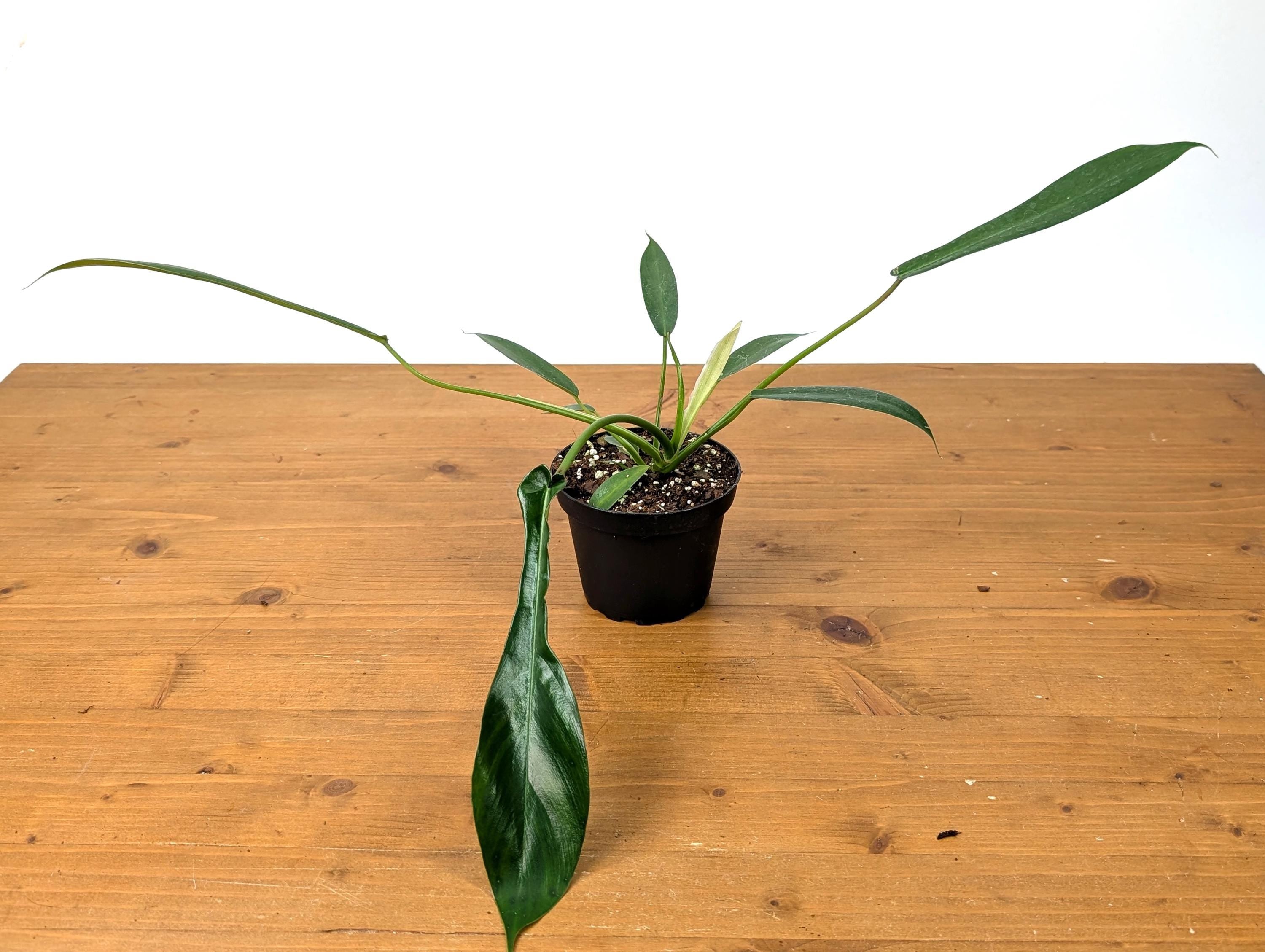 Philodendron Joepii