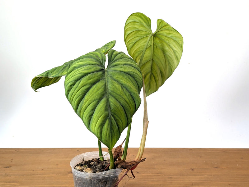 Philodendron sp Colombia Silver