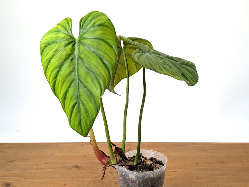 Philodendron sp Colombia Silver