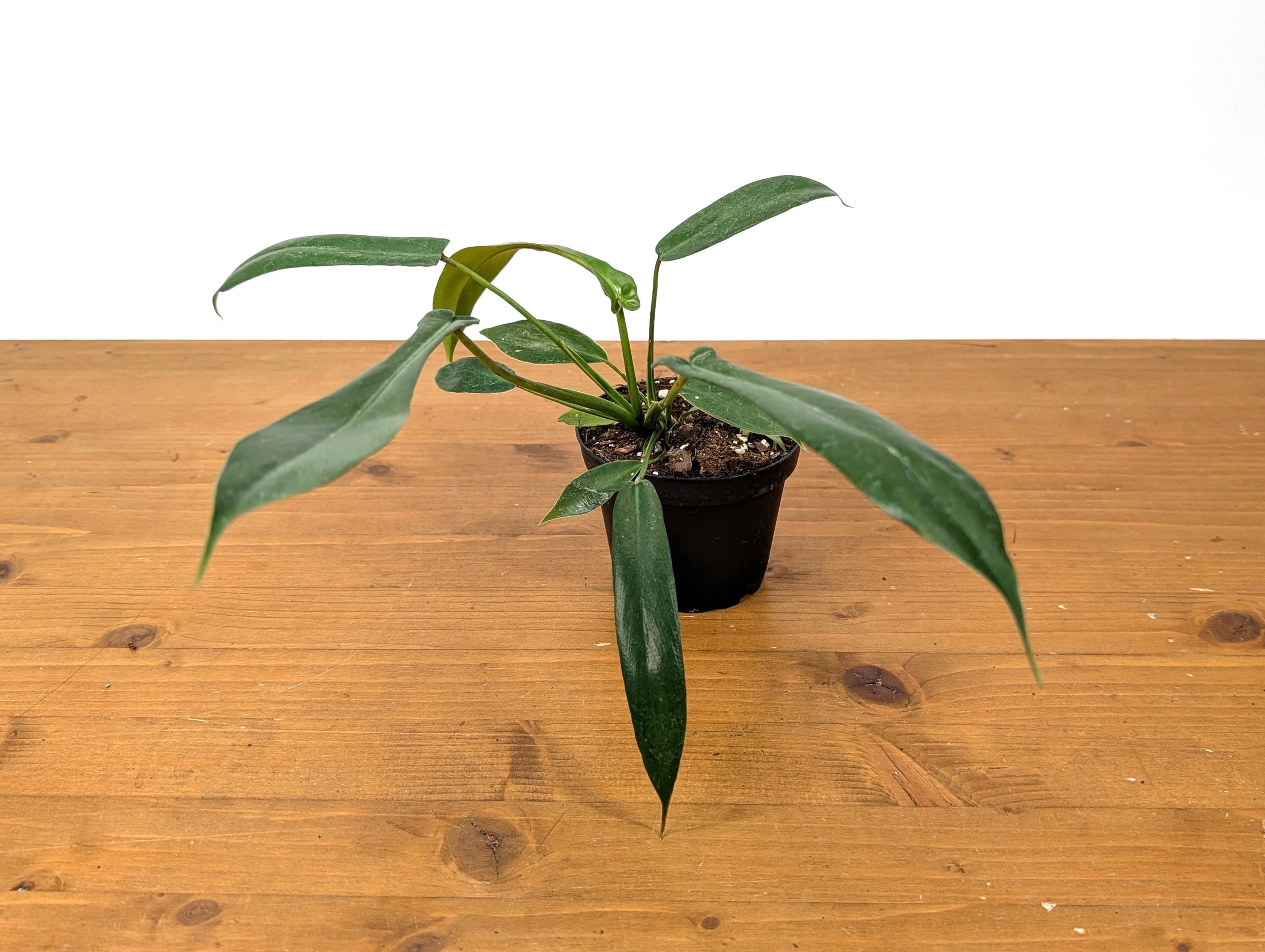 Philodendron Joepii