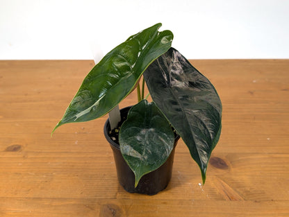 Exact Alocasia Green Unicorn Sport Variegated