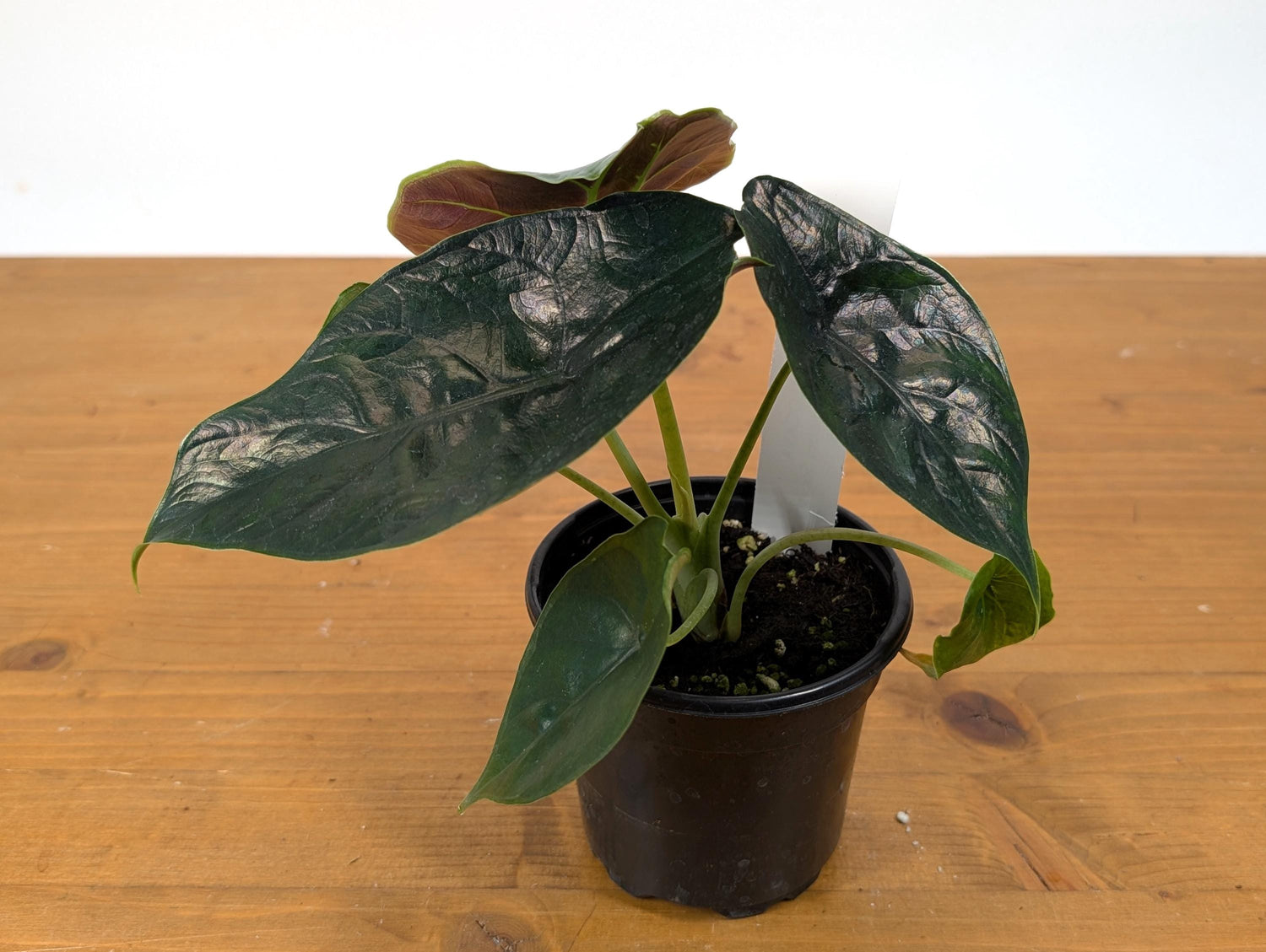 Exact Alocasia Green Unicorn Sport Variegated