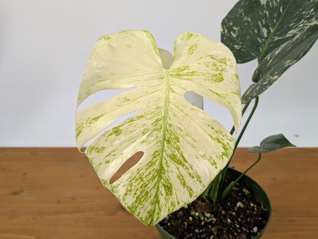 Exact Monstera White Monster in 6 Inch Pot