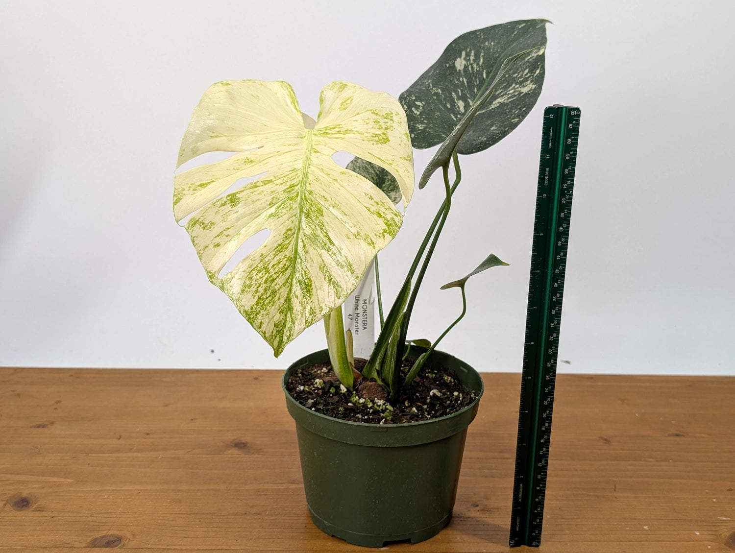 Exact Monstera White Monster in 6 Inch Pot