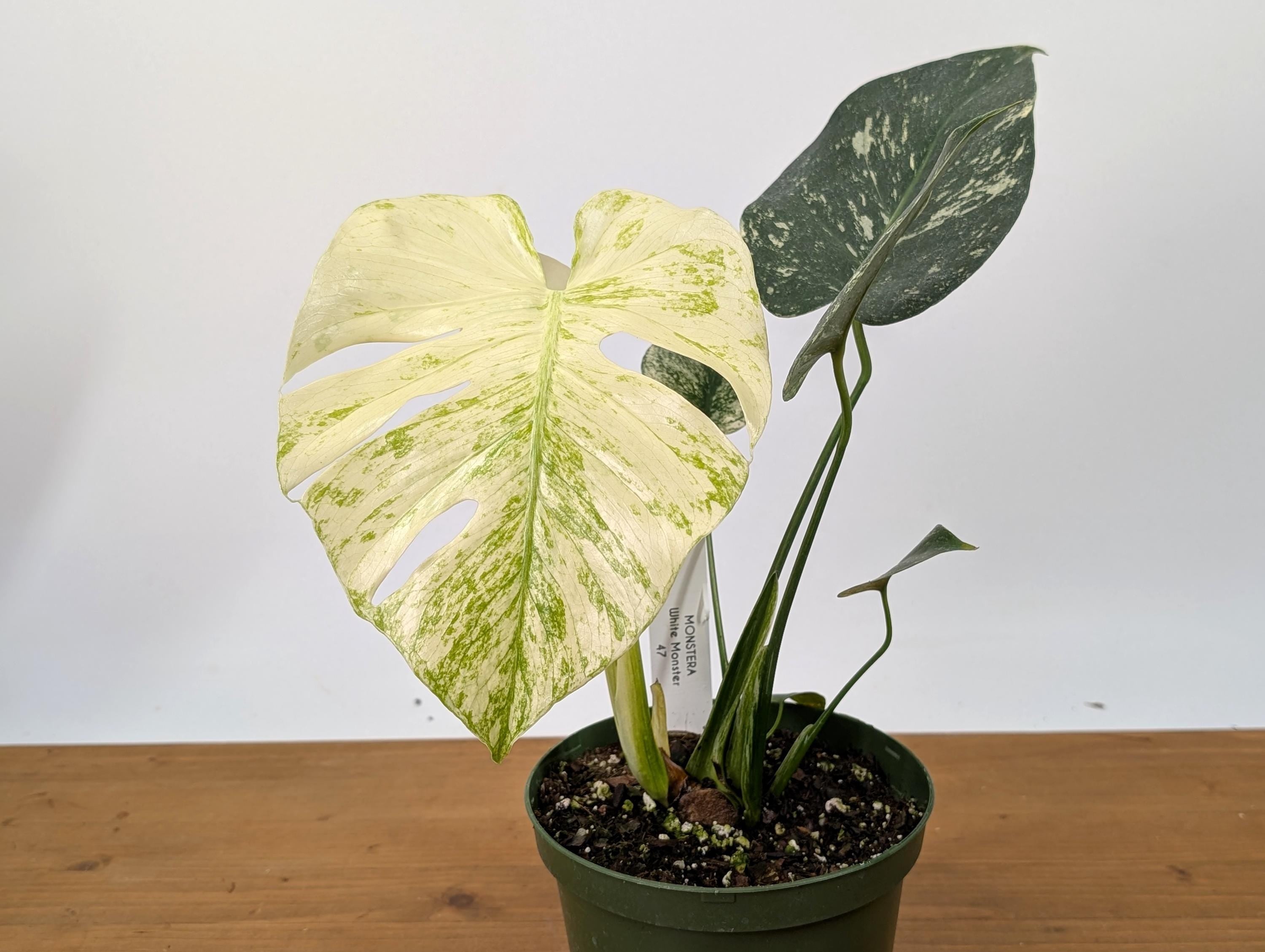 Exact Monstera White Monster in 6 Inch Pot