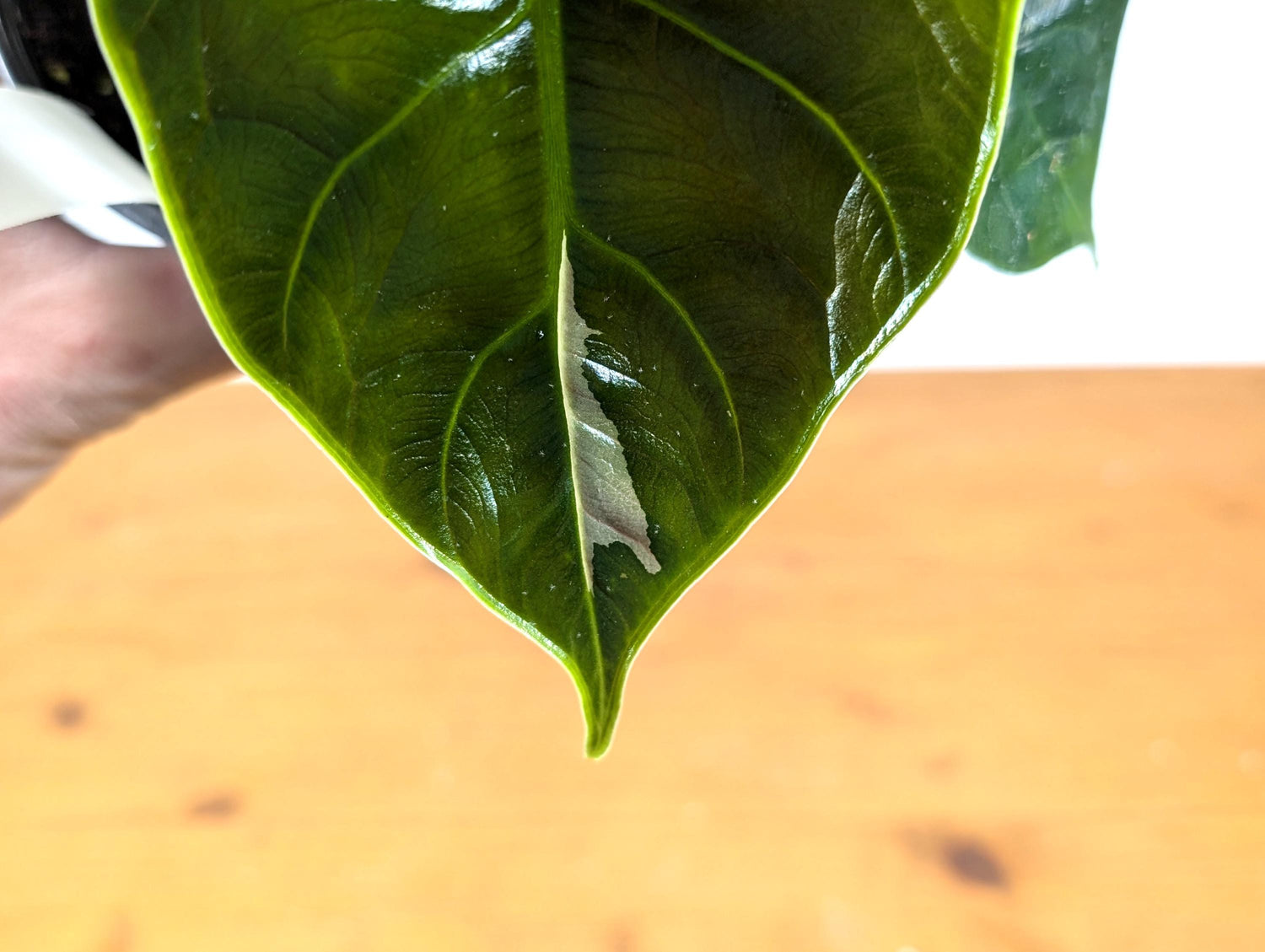 Exact Alocasia Green Unicorn Sport Variegated