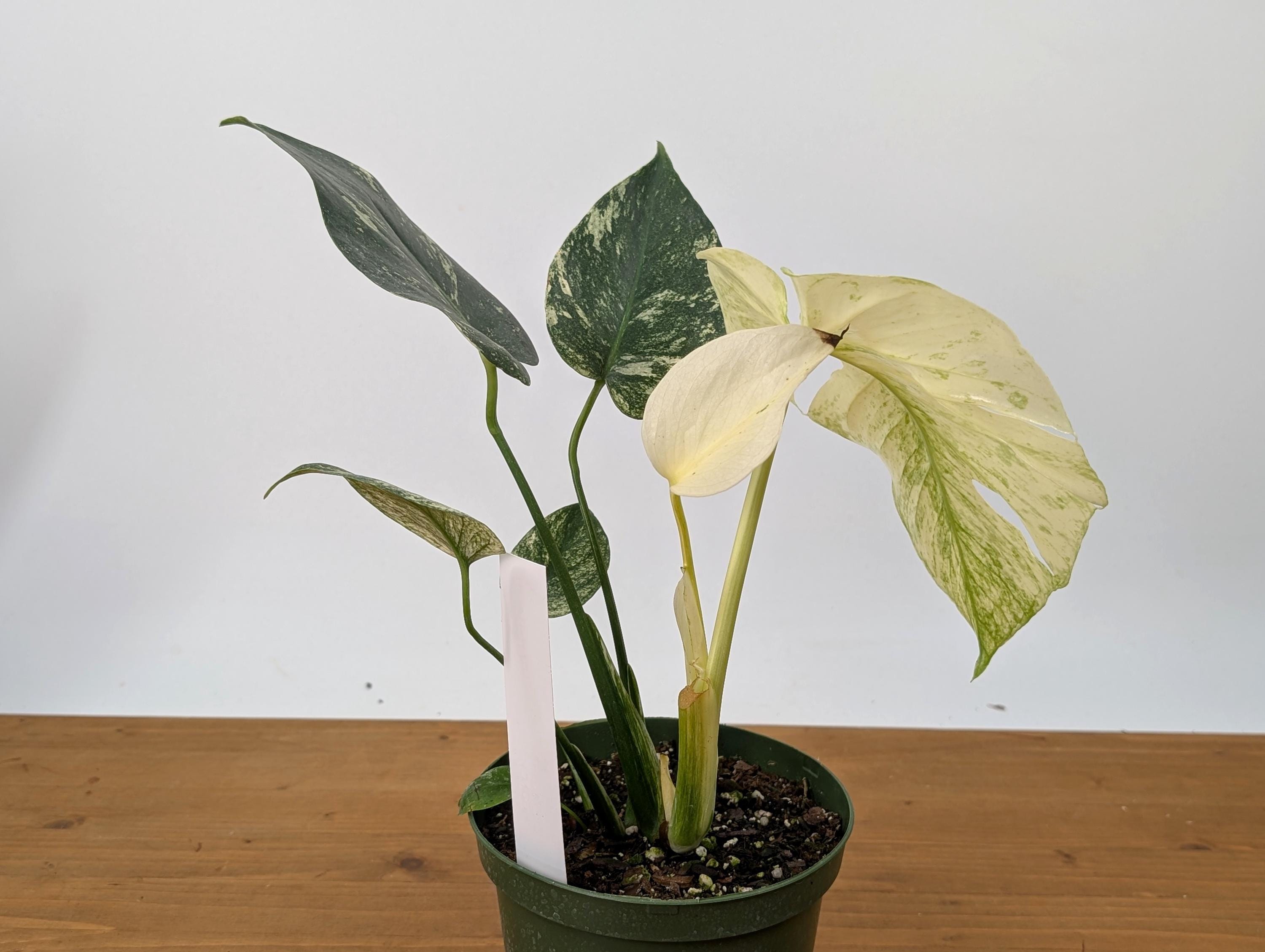 Exact Monstera White Monster in 6 Inch Pot