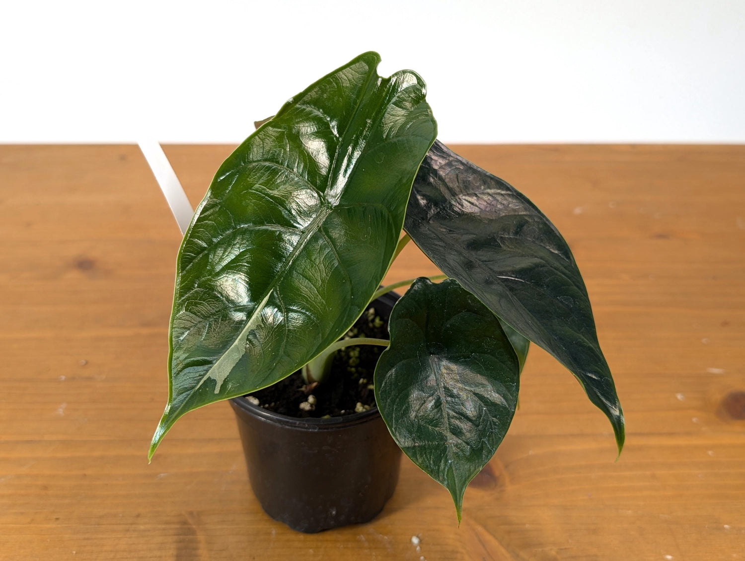 Exact Alocasia Green Unicorn Sport Variegated