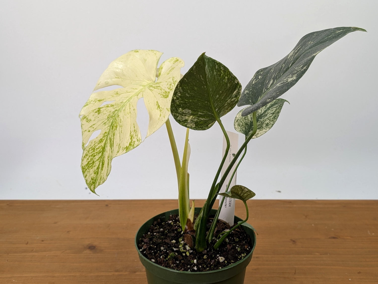 Exact Monstera White Monster in 6 Inch Pot