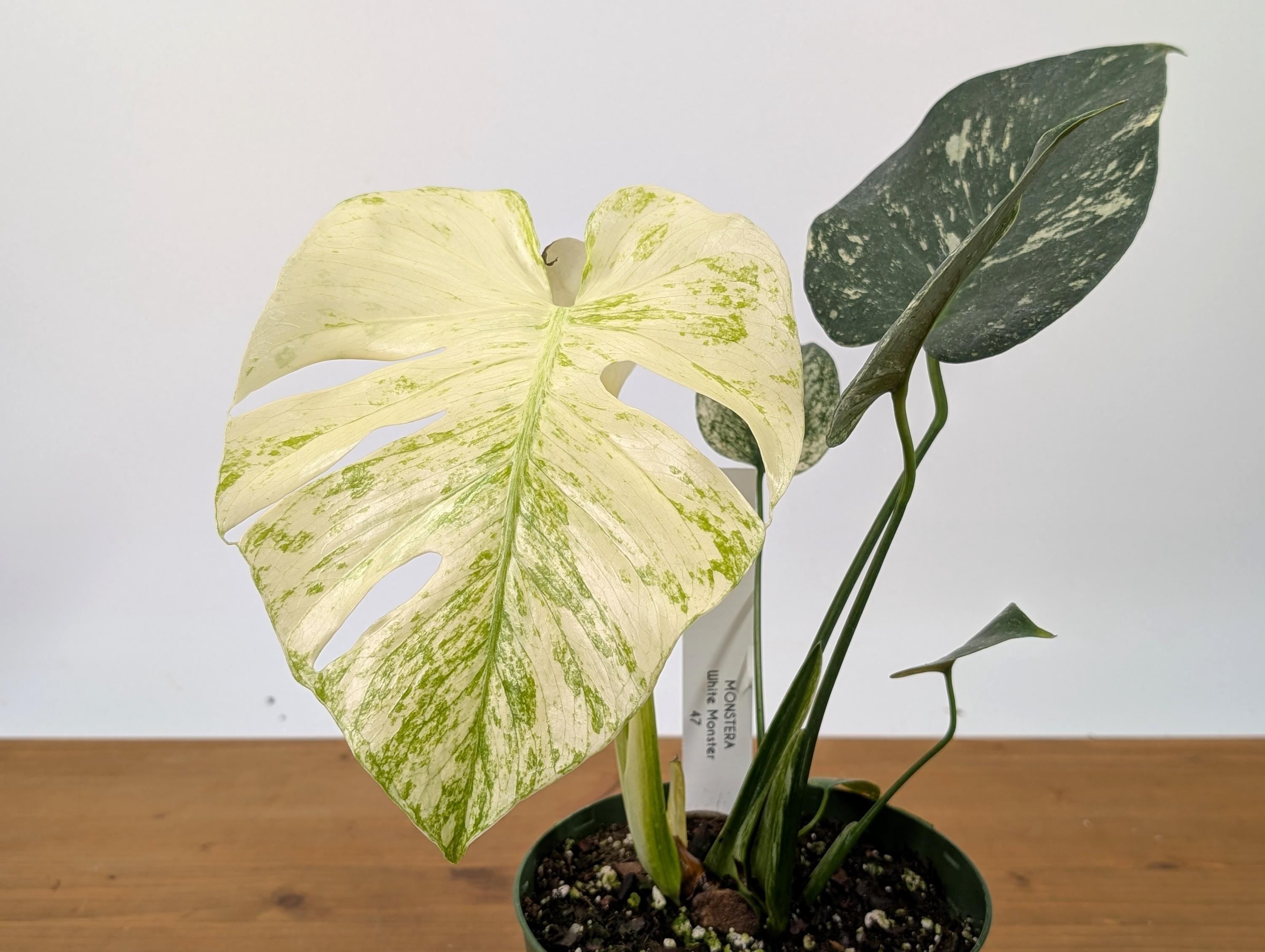 Exact Monstera White Monster in 6 Inch Pot