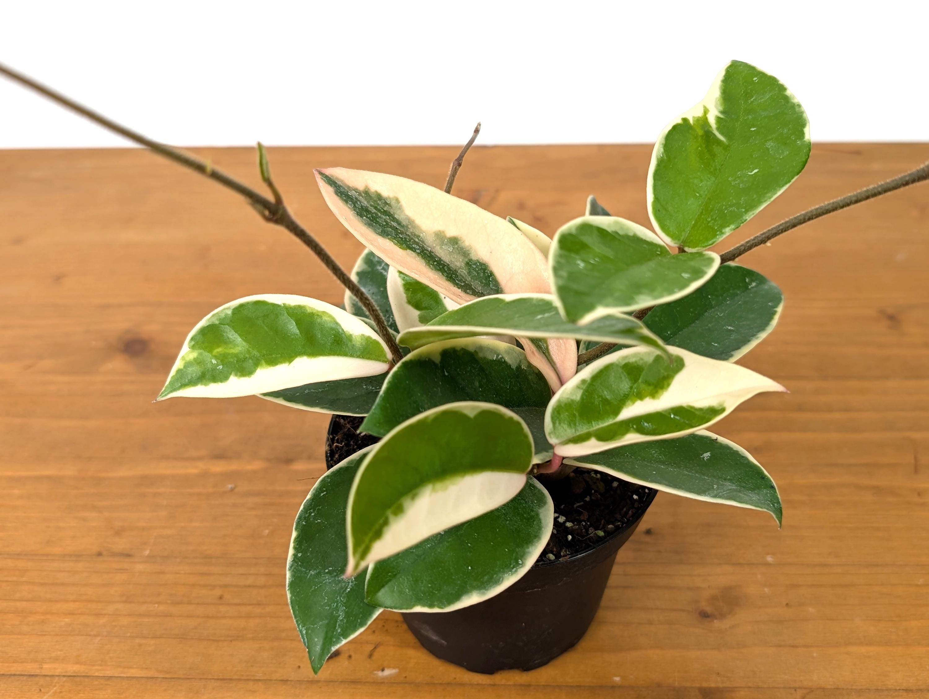 Hoya Krimson Queen - Beautiful flowering plant grows long vines with green, white, and pink leaves