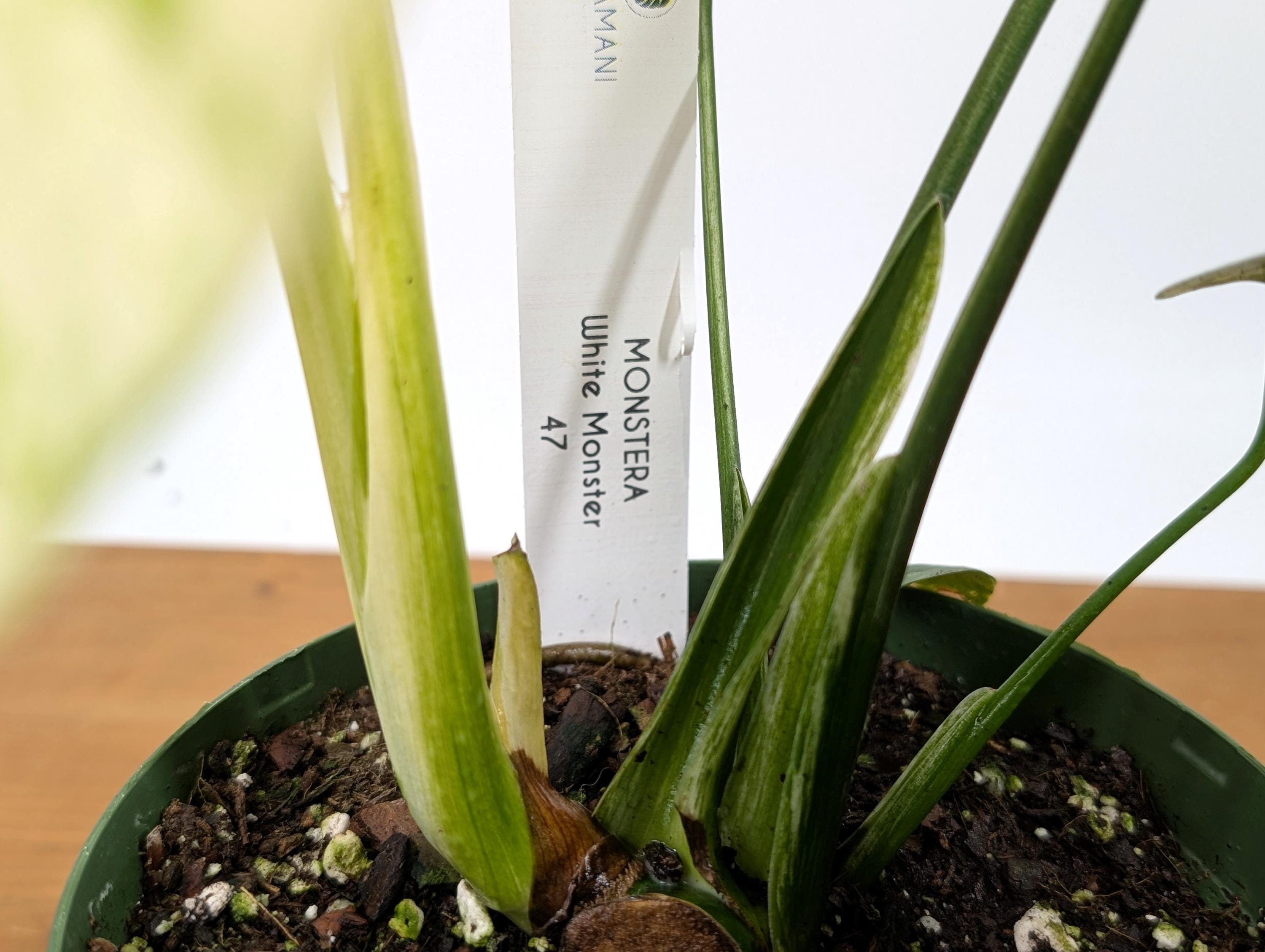 Exact Monstera White Monster in 6 Inch Pot