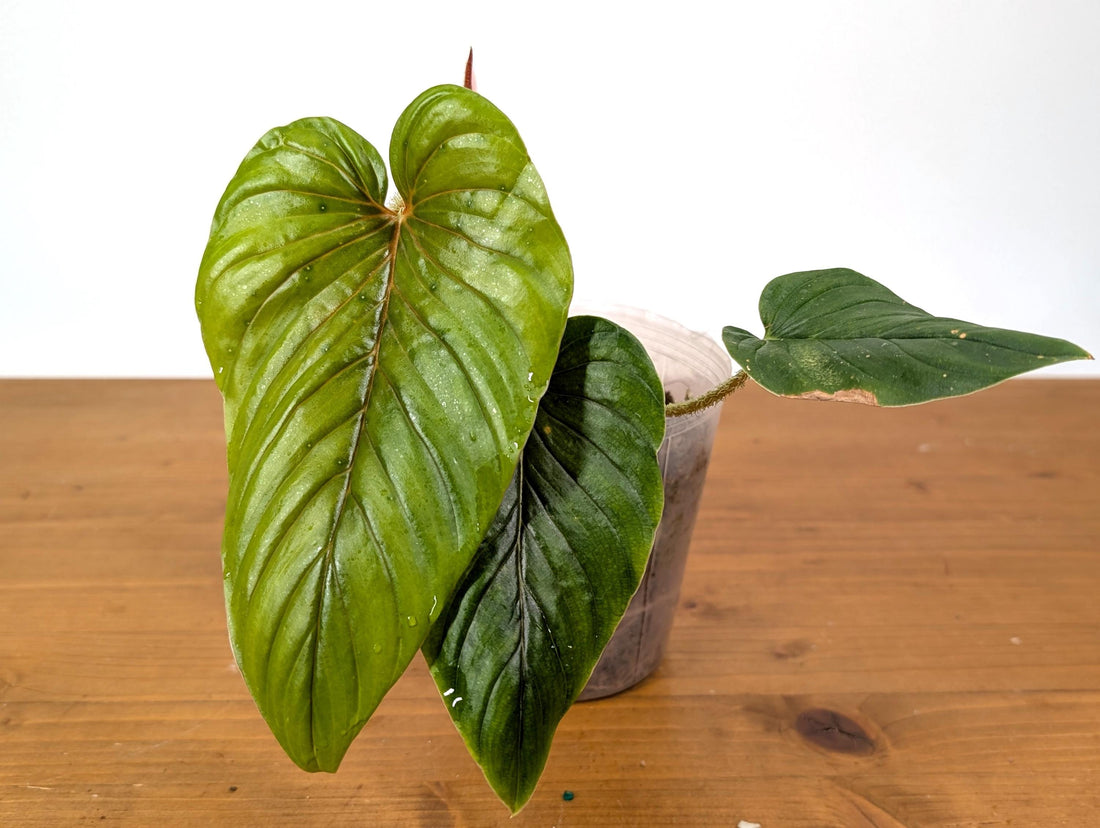 Pink Philodendron Serpens