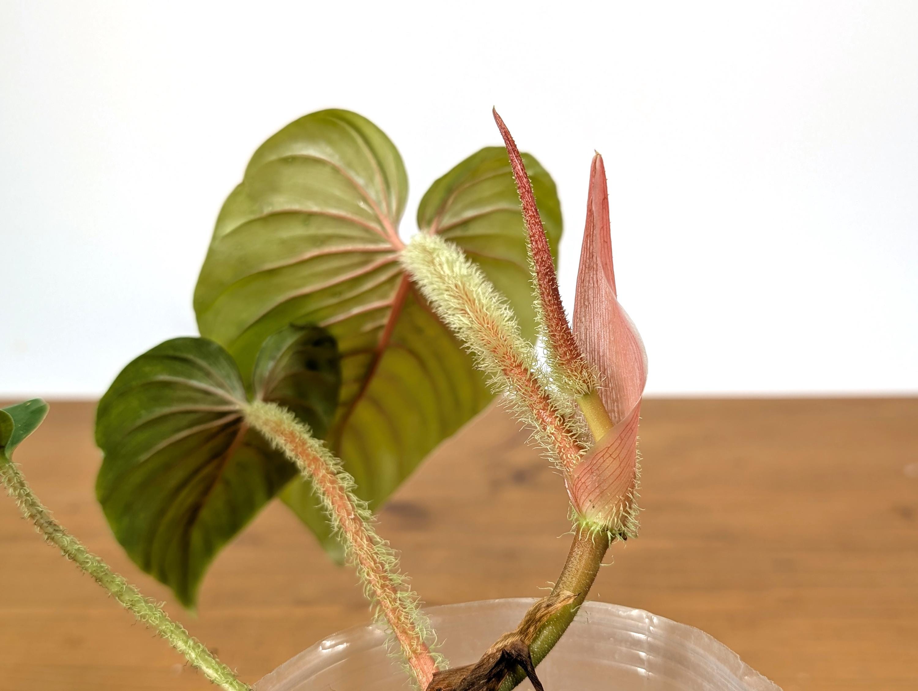 Pink Philodendron Serpens