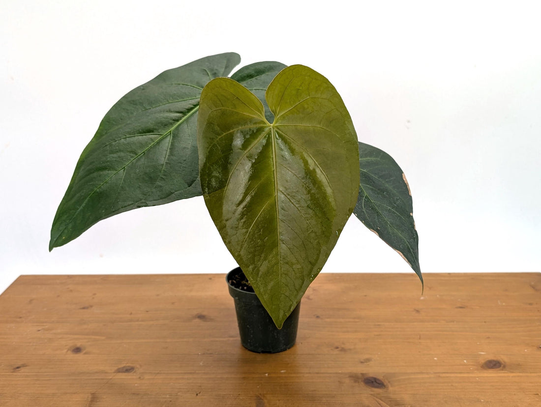 Exact Anthurium Magnificum Verde - in 4 inch pot Live Houseplant