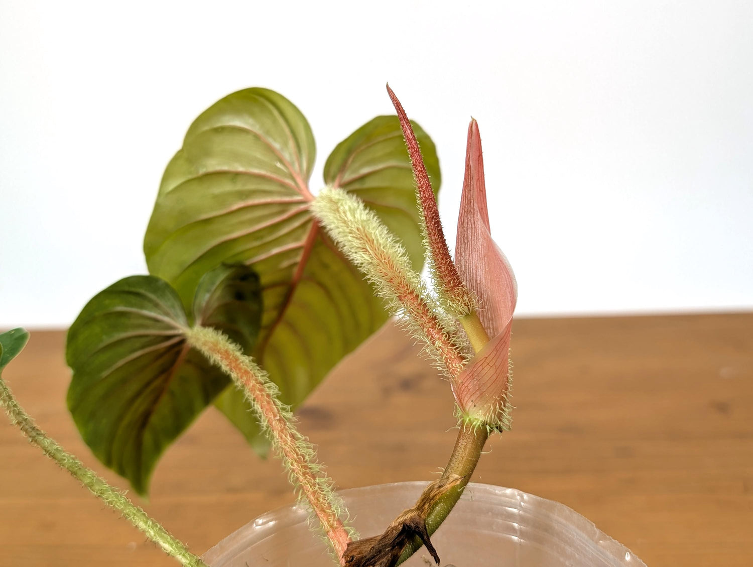 Pink Philodendron Serpens