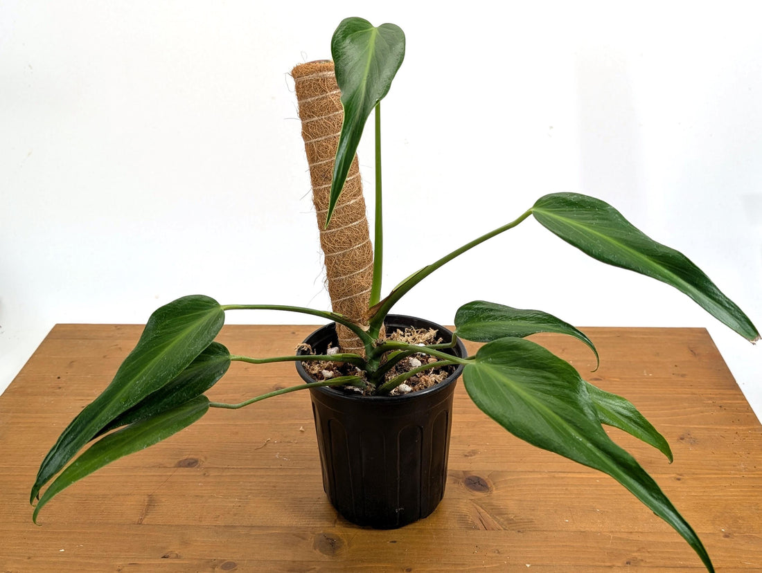 Exact Monstera Burle Marx Flame 1 Gallon Pot