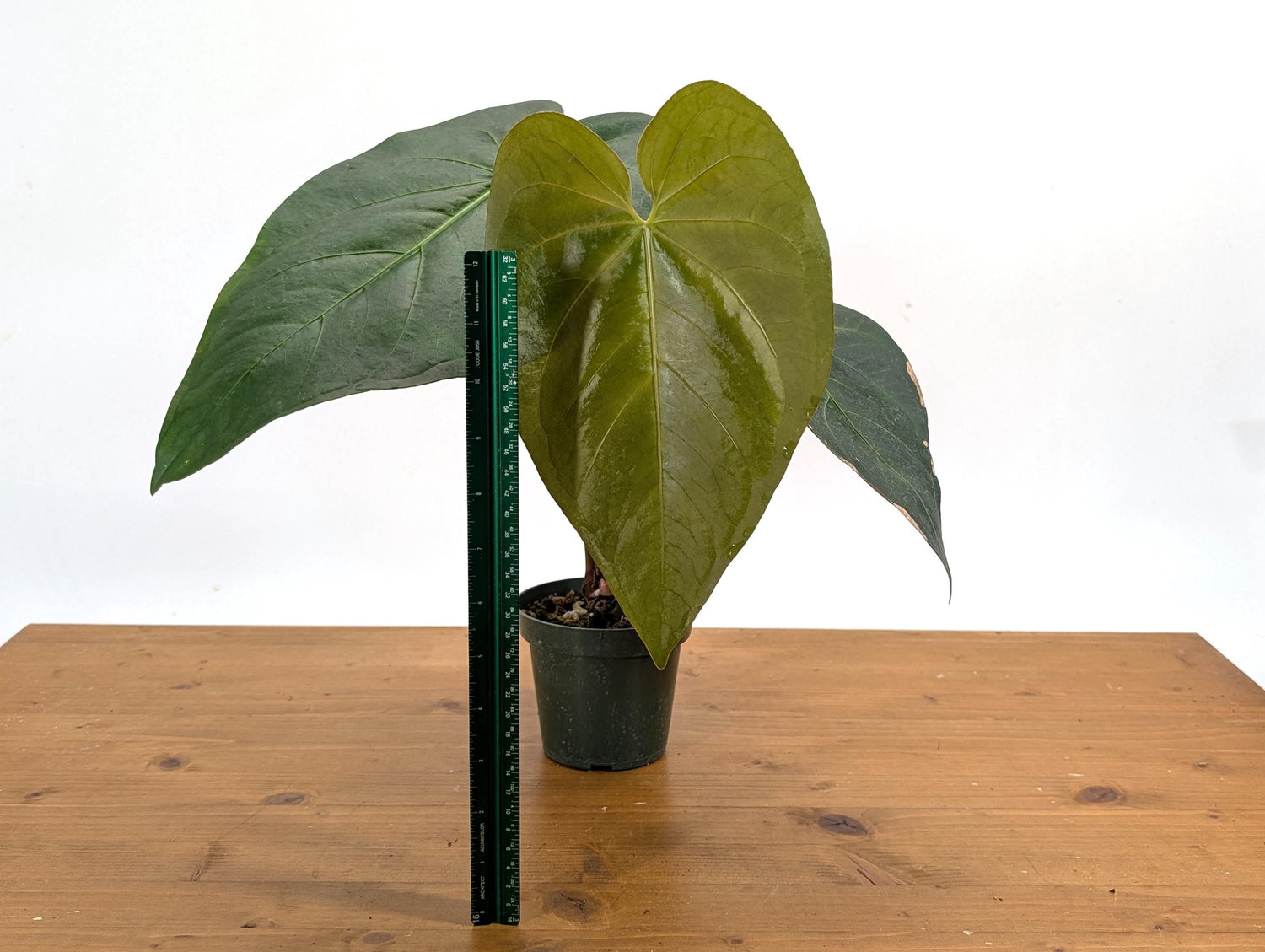 Exact Anthurium Magnificum Verde - in 4 inch pot Live Houseplant