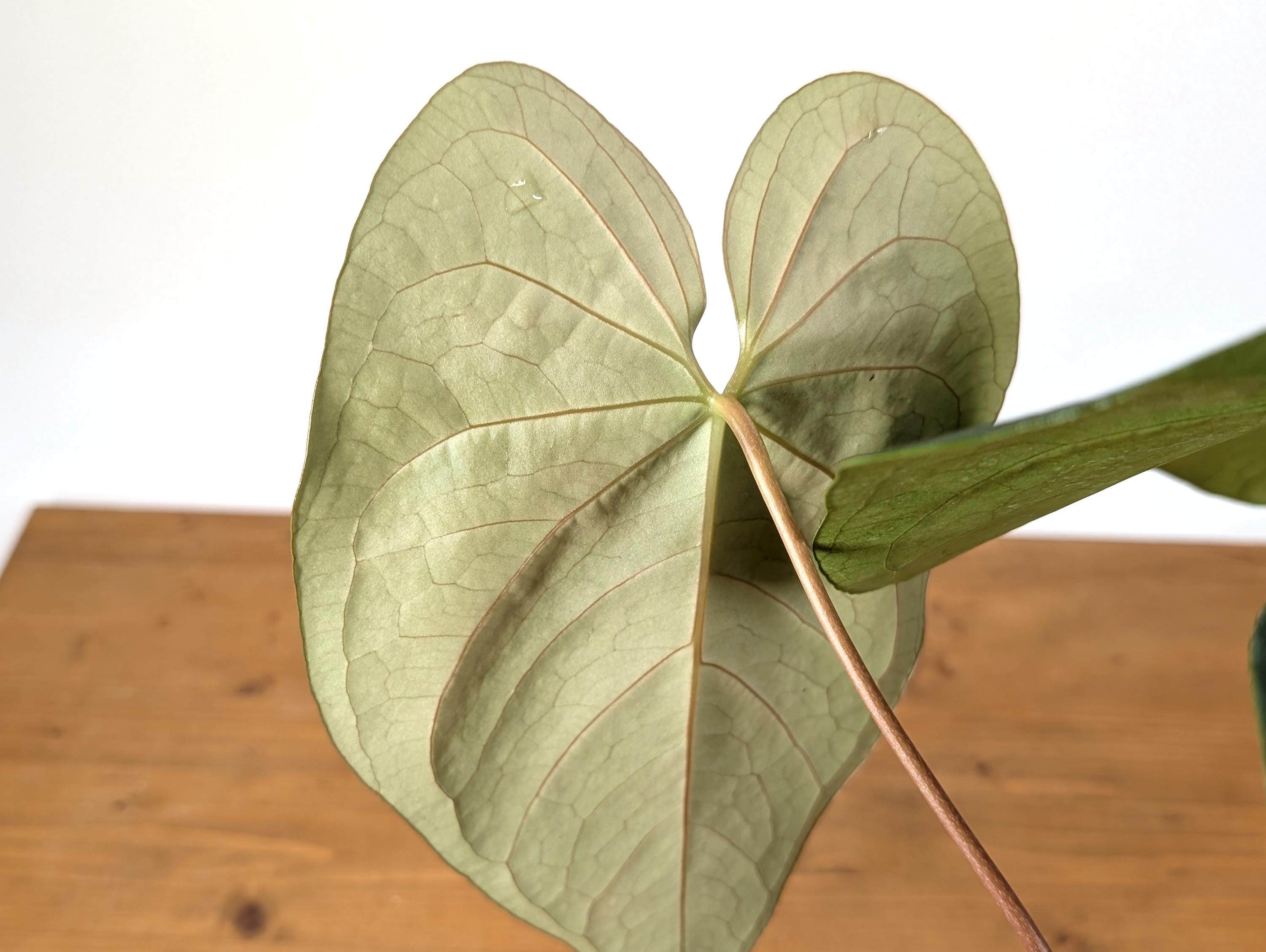 Exact Anthurium Magnificum Verde - in 4 inch pot Live Houseplant