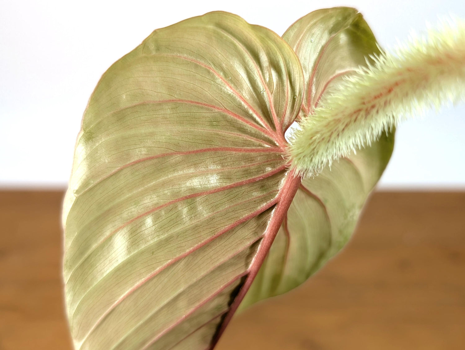 Pink Philodendron Serpens