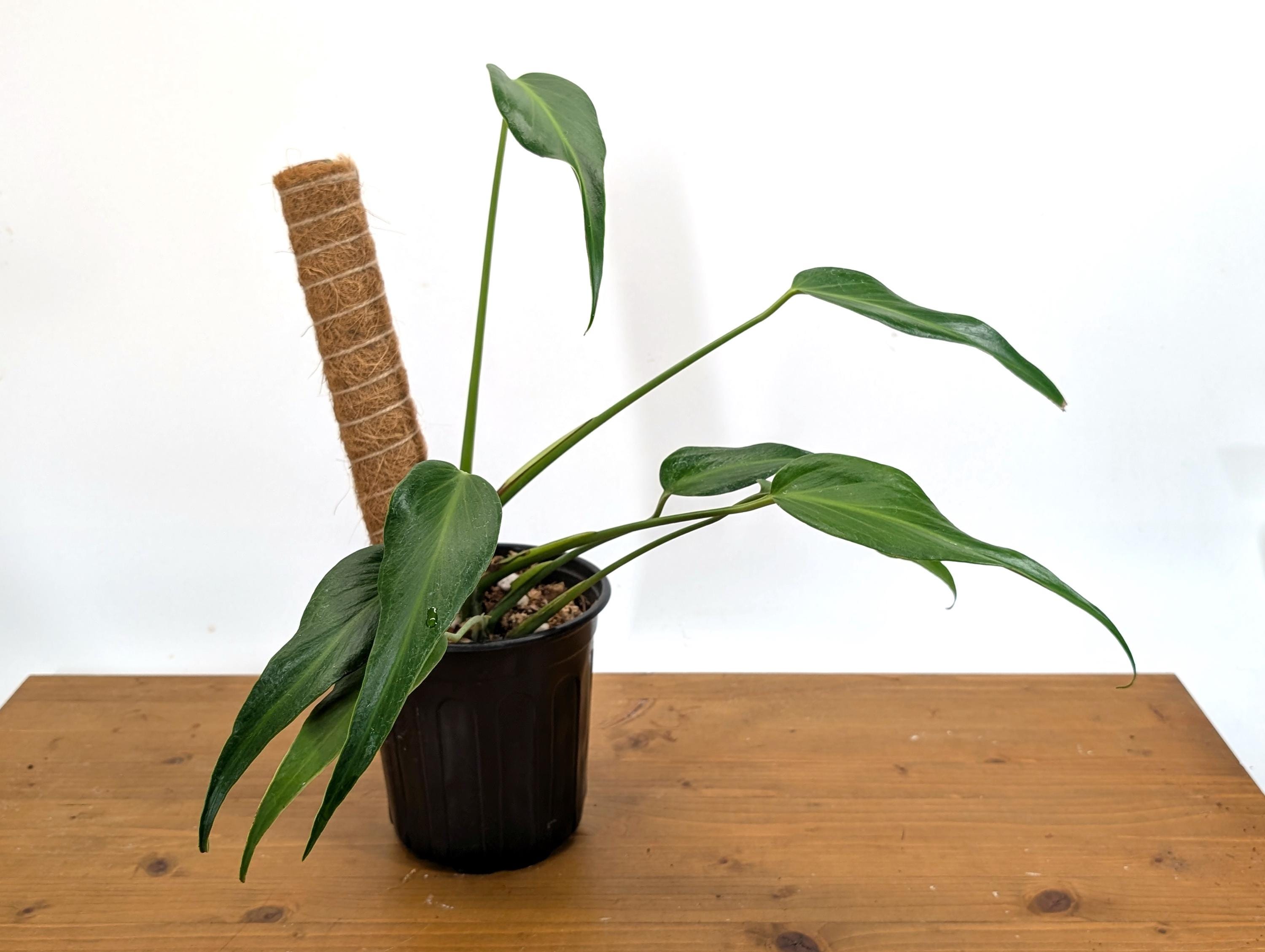 Exact Monstera Burle Marx Flame 1 Gallon Pot