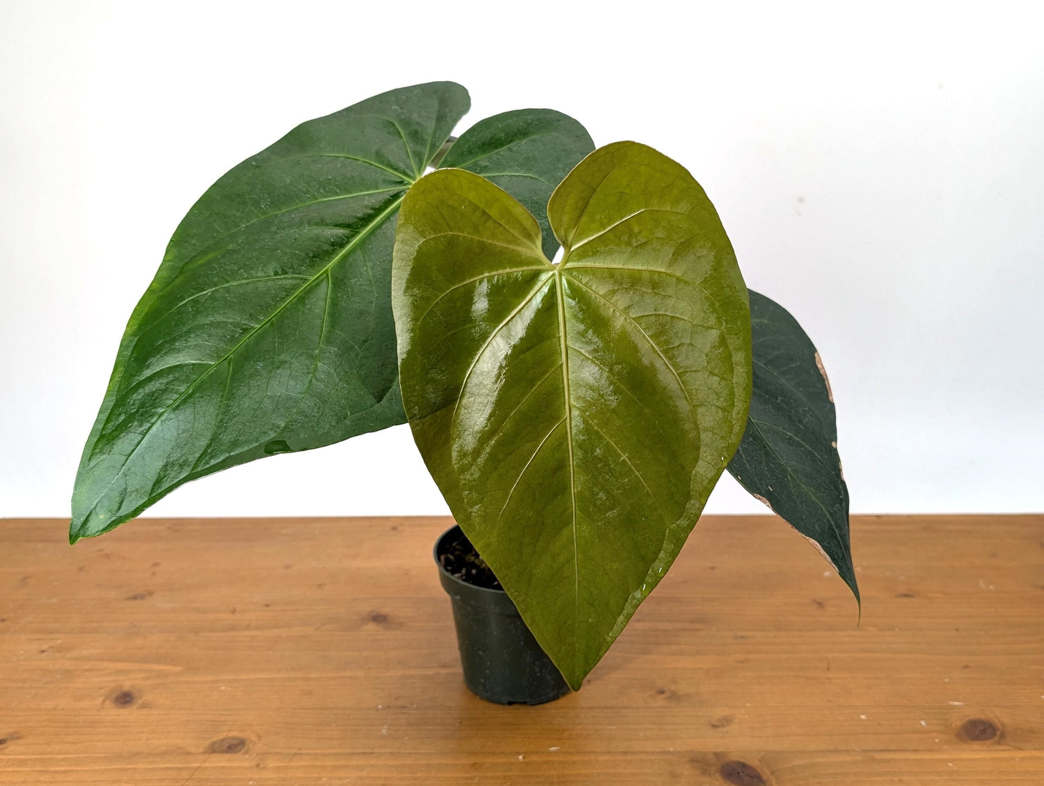 Exact Anthurium Magnificum Verde - in 4 inch pot Live Houseplant