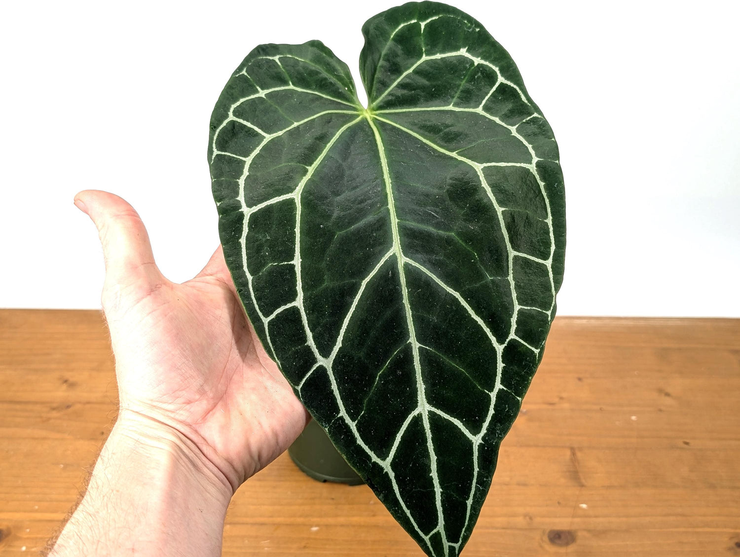 HUGE Anthurium Crystallinum  One Large Mature Leaf Over 12&quot; Tall - 6 Inch Pot Exact Plant