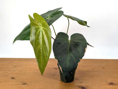 Exact Anthurium Magnificum Verde - in 4 inch pot Live Houseplant