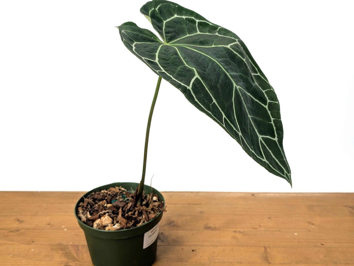 HUGE Anthurium Crystallinum  One Large Mature Leaf Over 12&quot; Tall - 6 Inch Pot Exact Plant