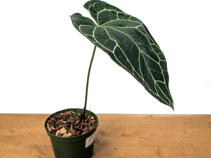 HUGE Anthurium Crystallinum  One Large Mature Leaf Over 12&quot; Tall - 6 Inch Pot Exact Plant