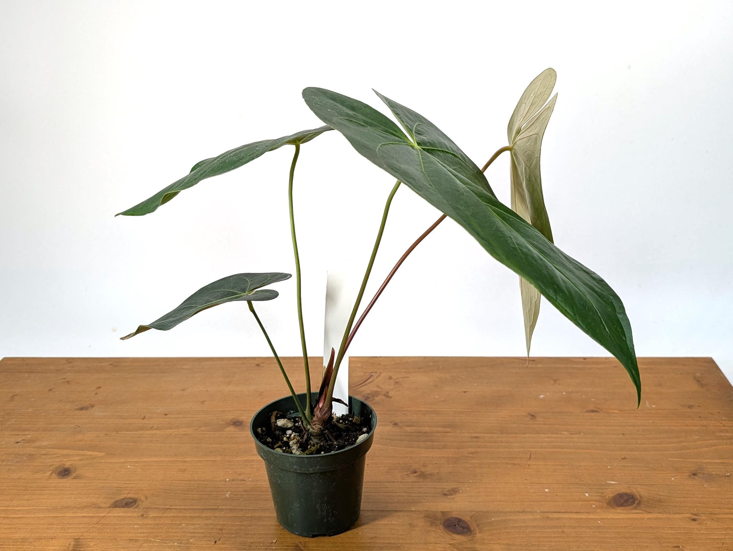 Exact Anthurium Magnificum Verde - in 4 inch pot Live Houseplant