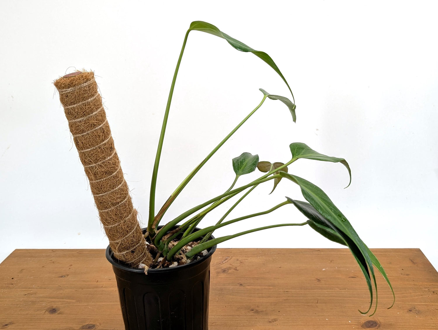 Exact Monstera Burle Marx Flame 1 Gallon Pot