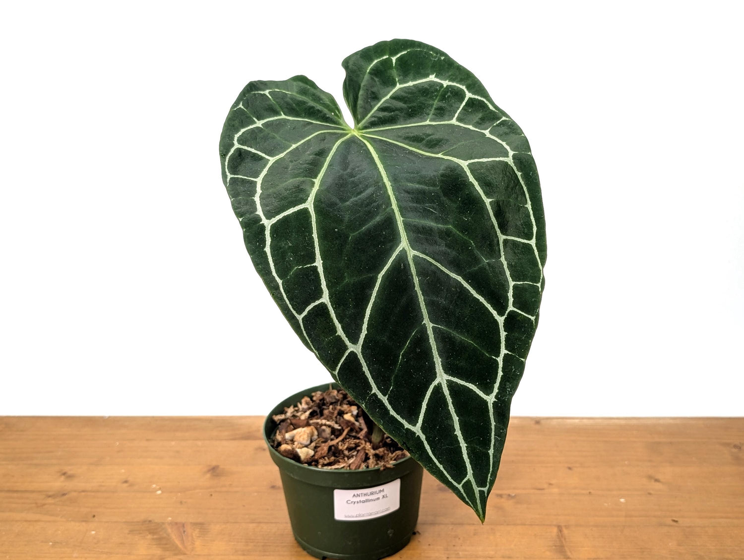 HUGE Anthurium Crystallinum  One Large Mature Leaf Over 12&quot; Tall - 6 Inch Pot Exact Plant