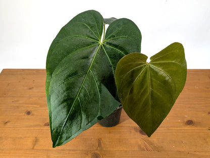 Exact Anthurium Magnificum Verde - in 4 inch pot Live Houseplant