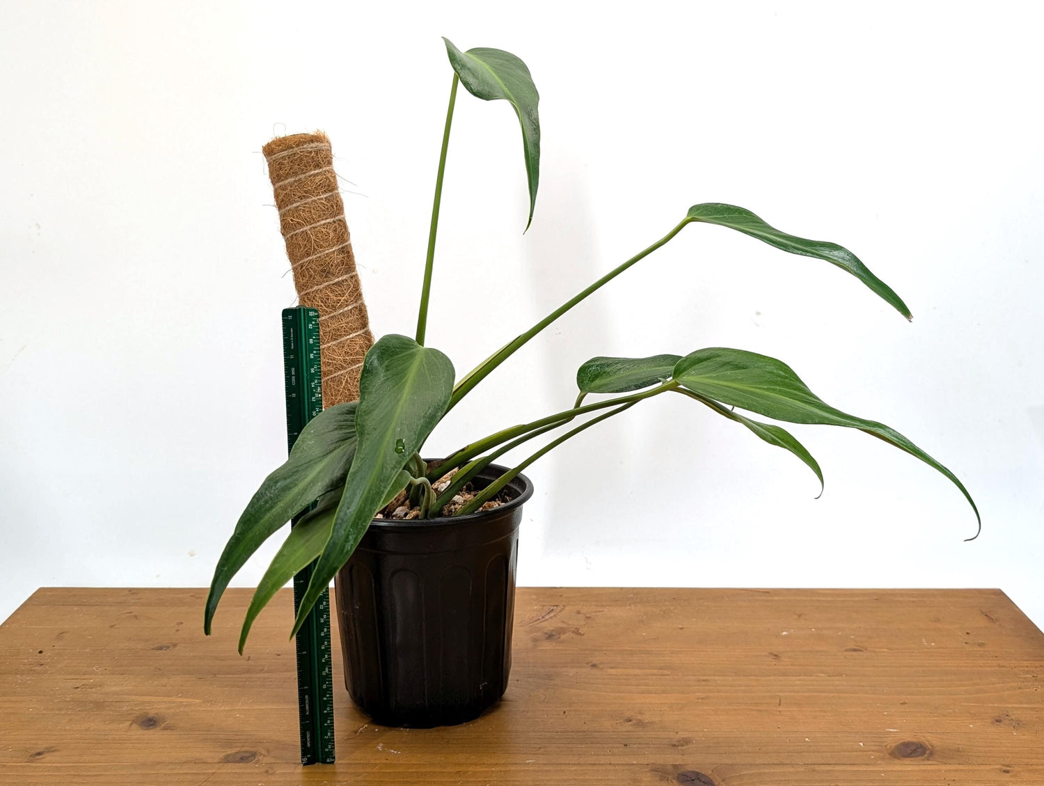 Exact Monstera Burle Marx Flame 1 Gallon Pot