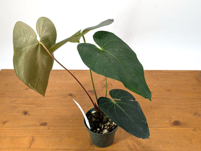 Exact Anthurium Magnificum Verde - in 4 inch pot Live Houseplant