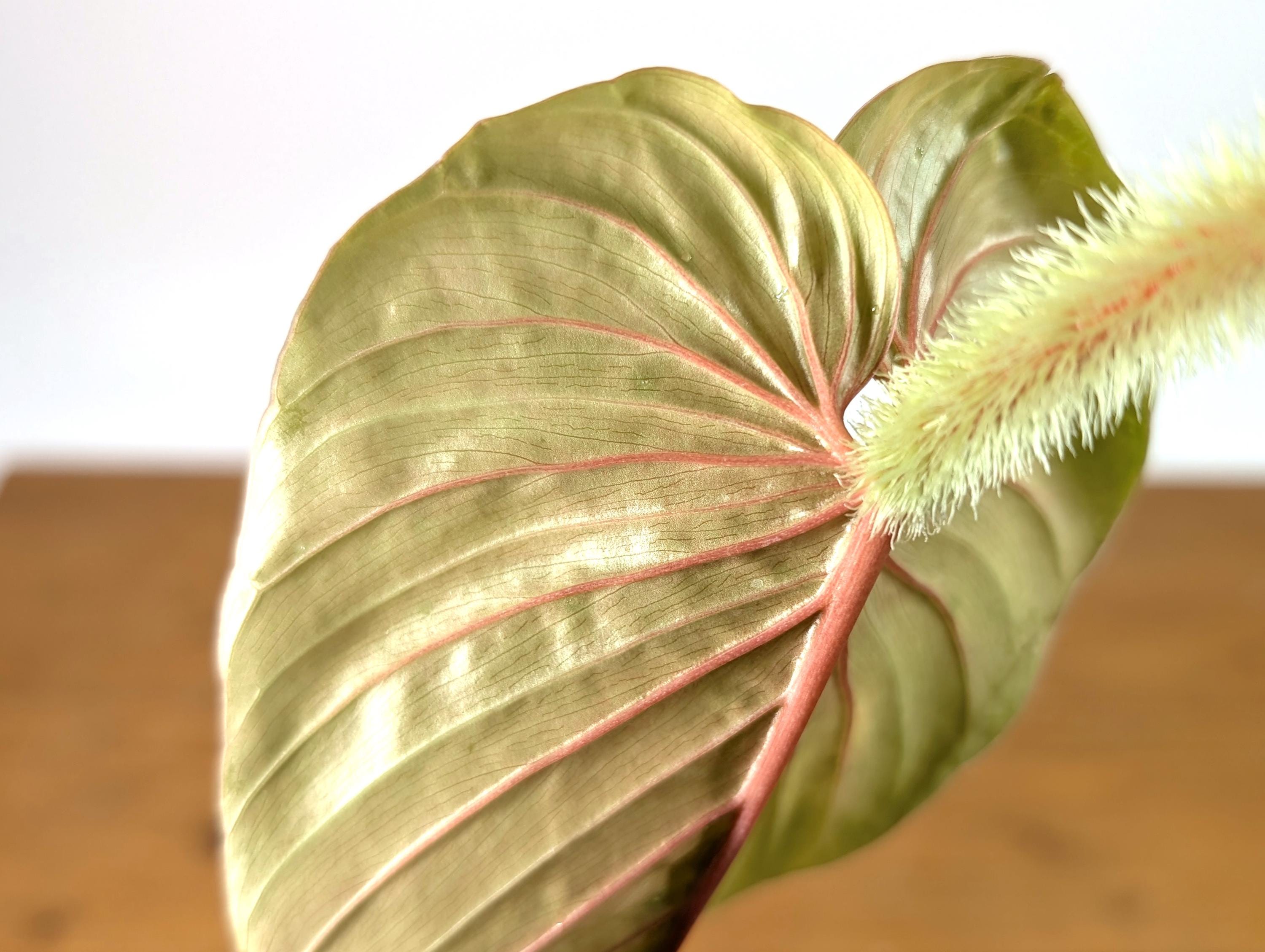 Pink Philodendron Serpens