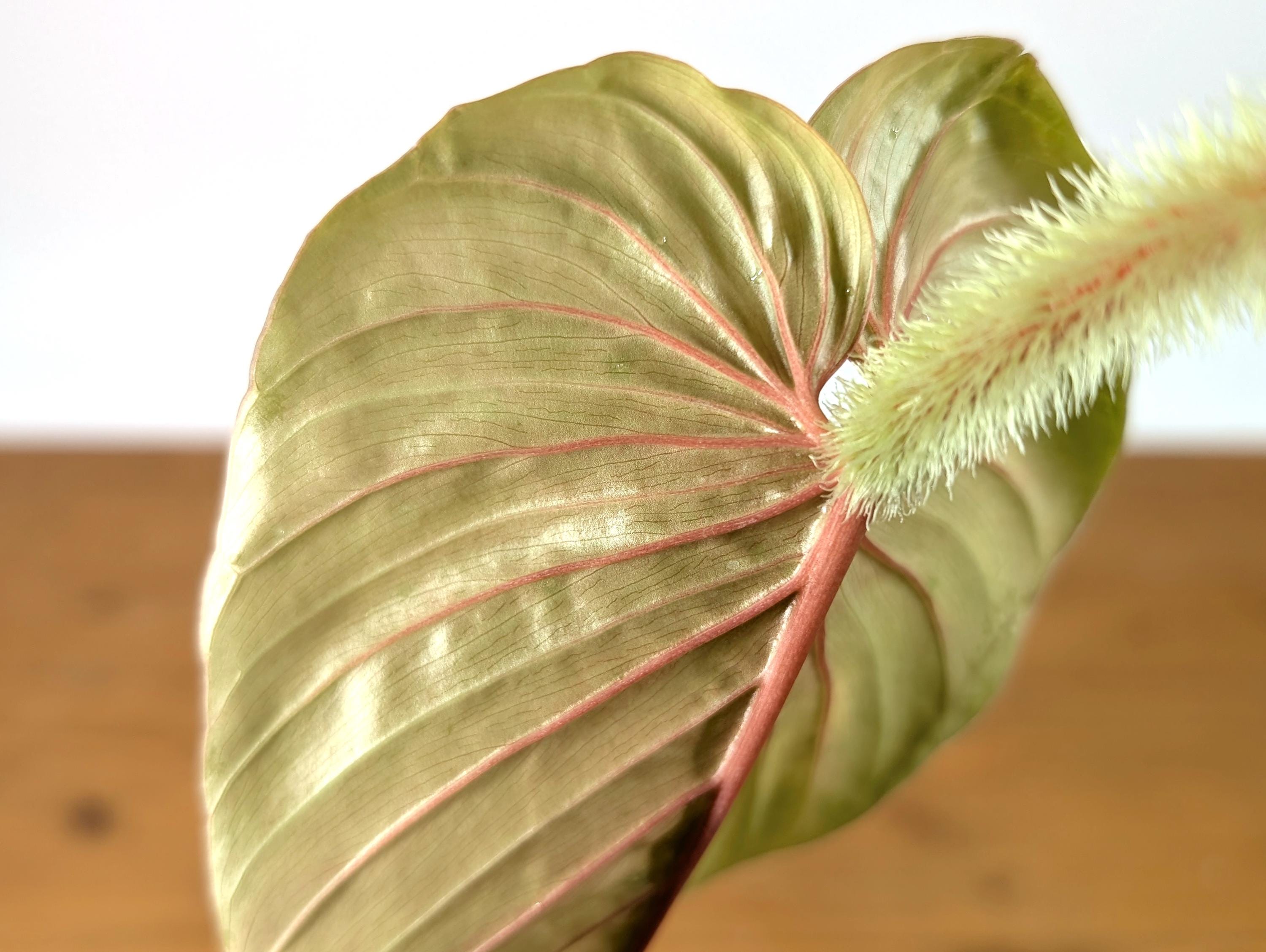 Pink Philodendron Serpens