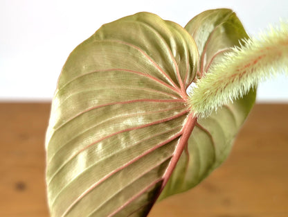 Pink Philodendron Serpens