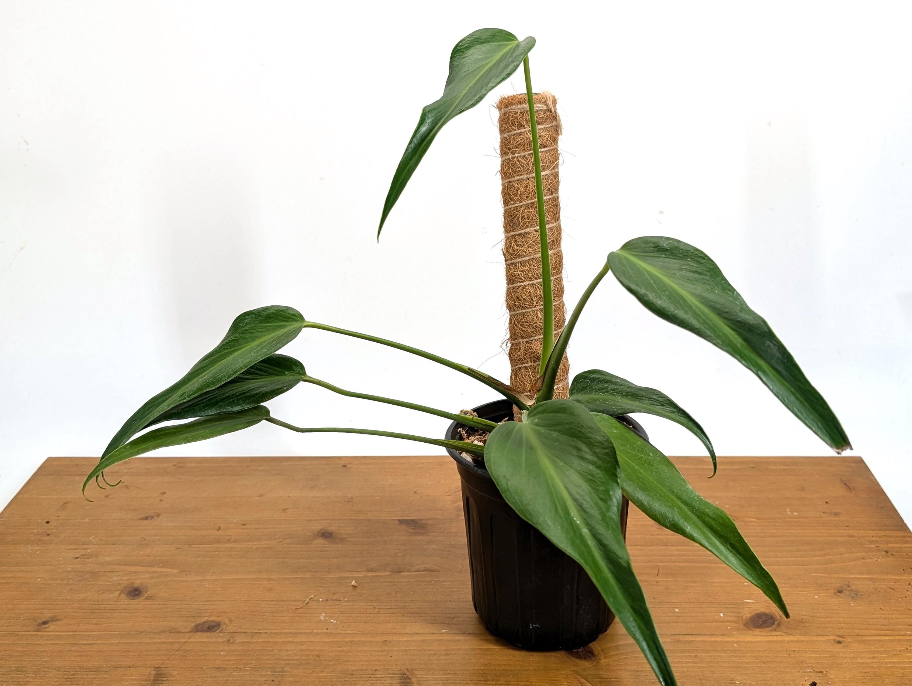 Exact Monstera Burle Marx Flame 1 Gallon Pot