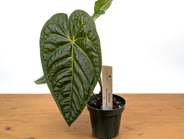 Anthurium Black Diamond (A. luxurians x regale)