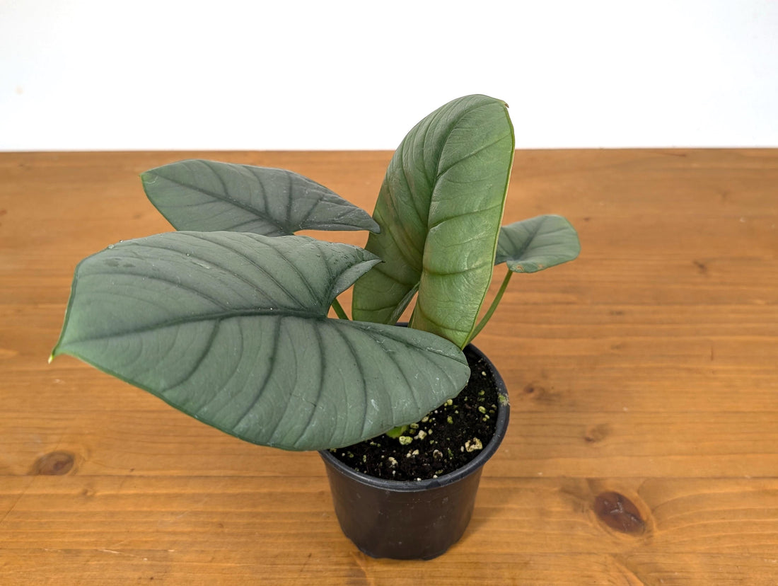 Alocasia Miri Elaine