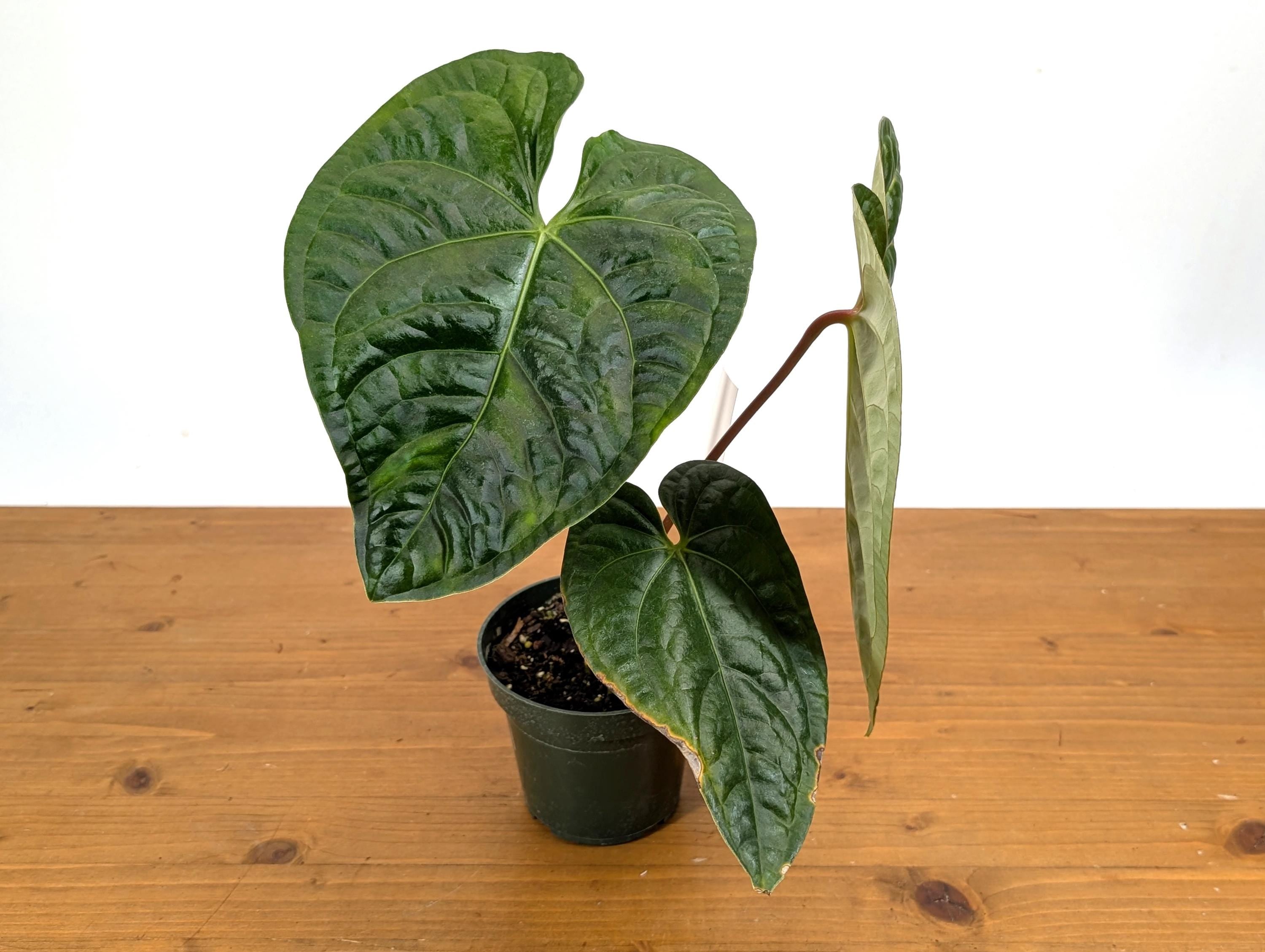 Anthurium Black Diamond