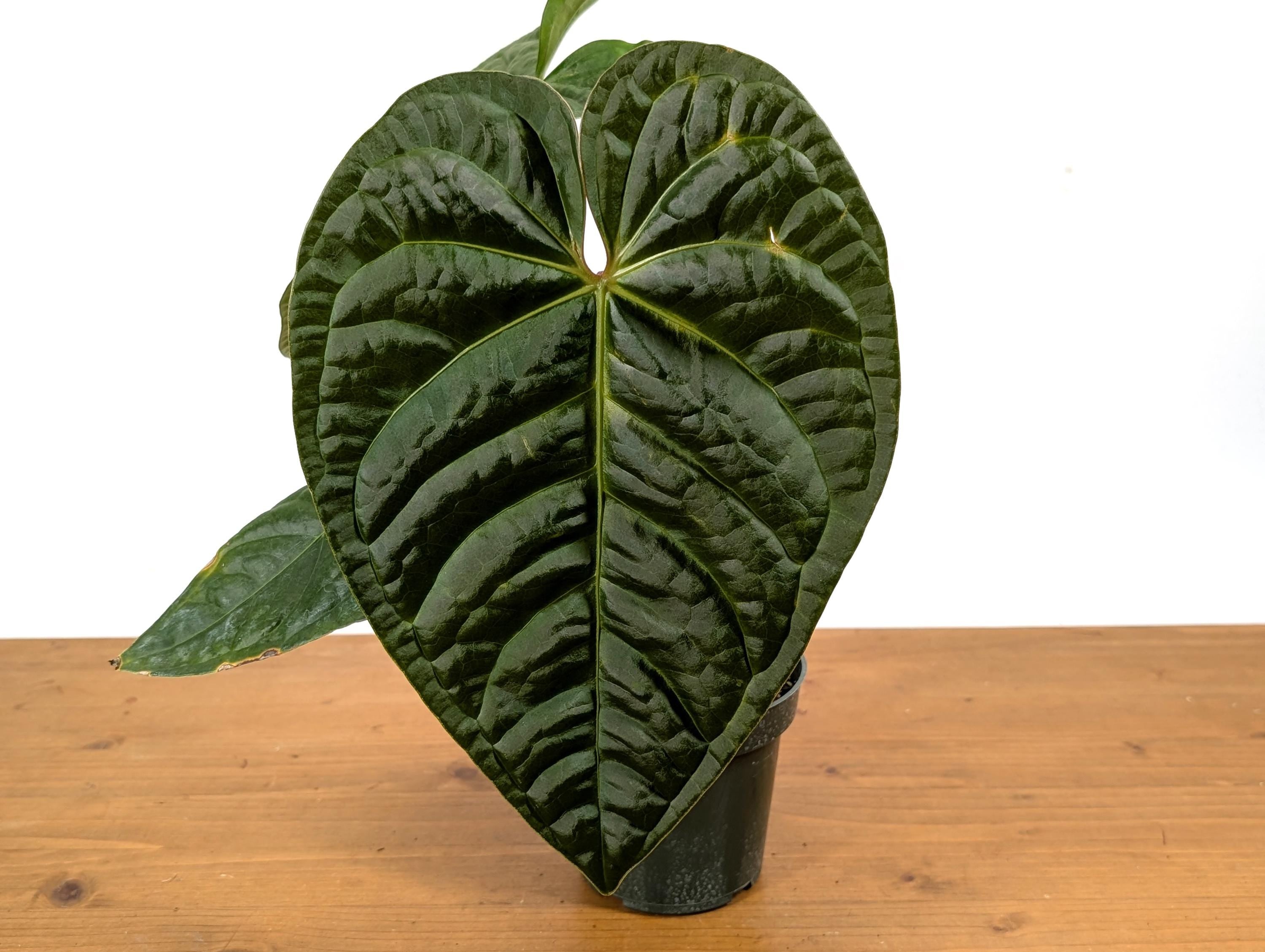 Anthurium Black Diamond