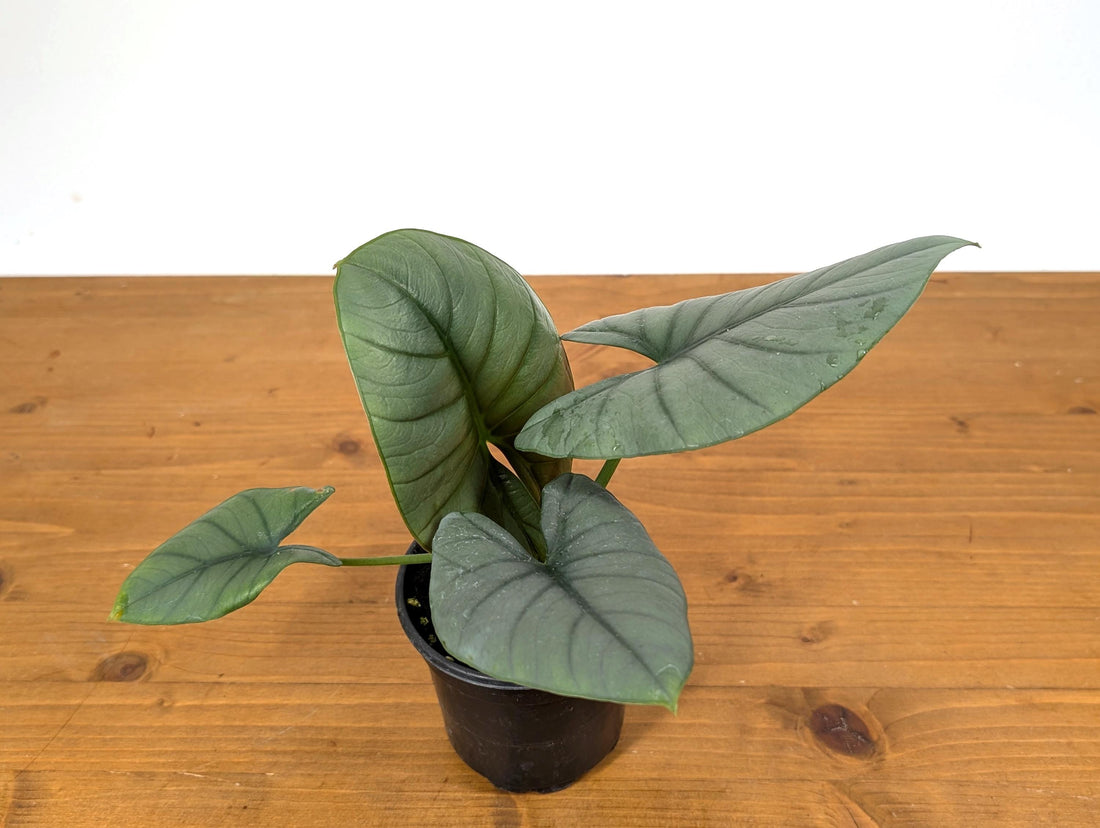 Alocasia Miri Elaine