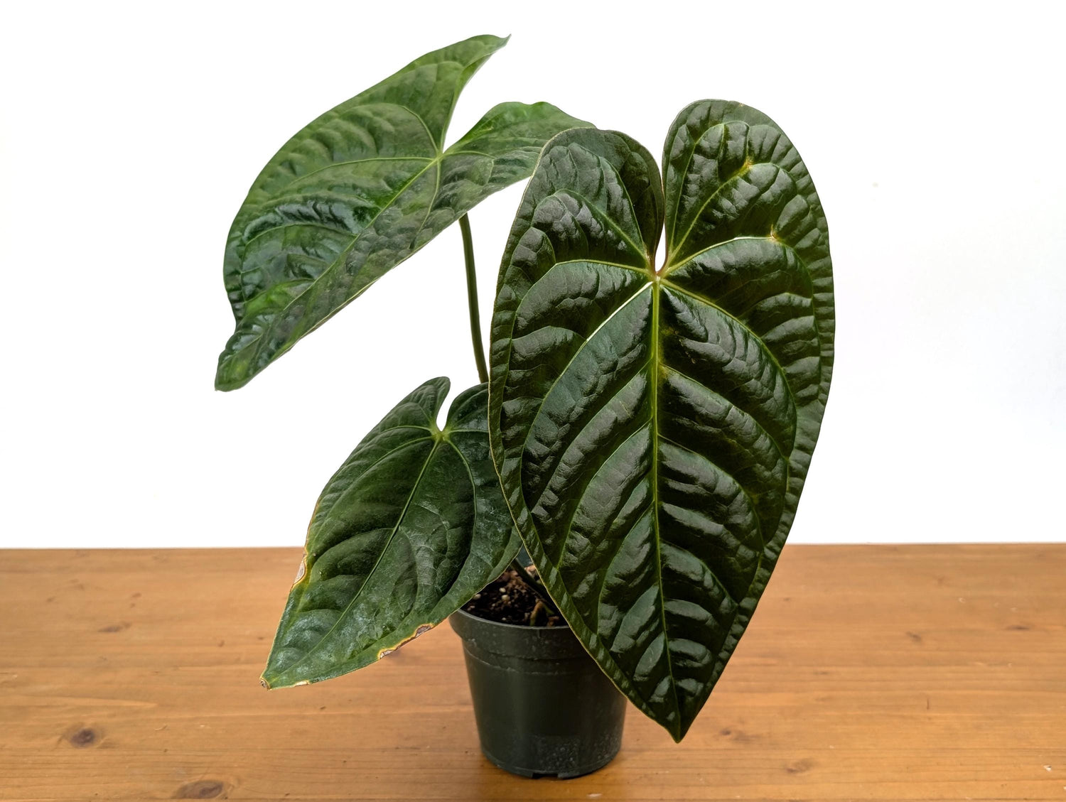 Anthurium Black Diamond