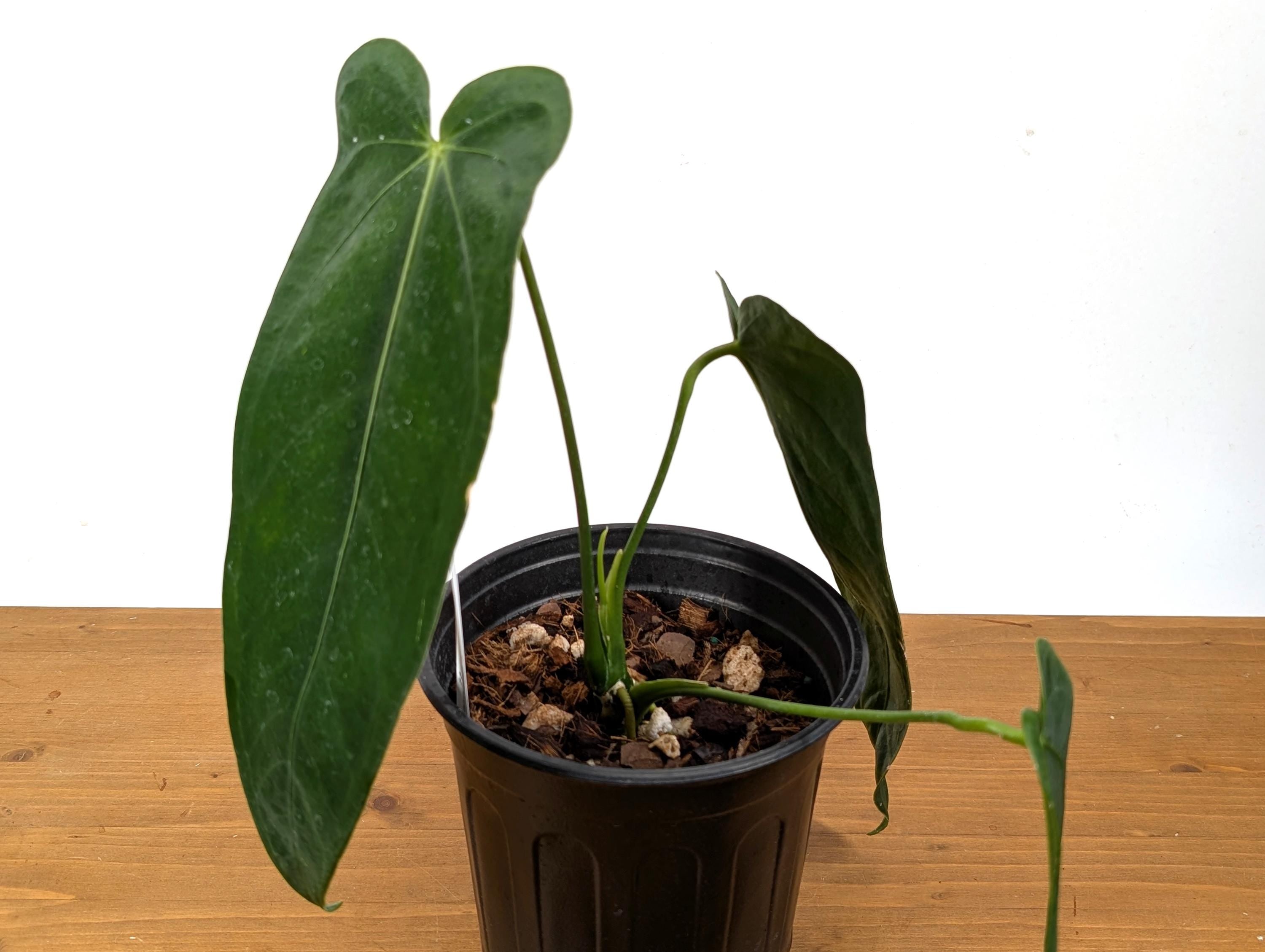 Exact XL Anthurium Warocqueanum Esmeralda Queen Dark in 1 Gallon (7.5 Inch) Pot