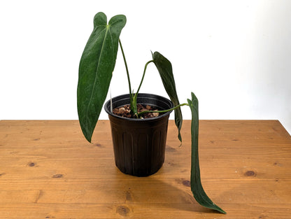 Exact XL Anthurium Warocqueanum Esmeralda Queen Dark in 1 Gallon (7.5 Inch) Pot