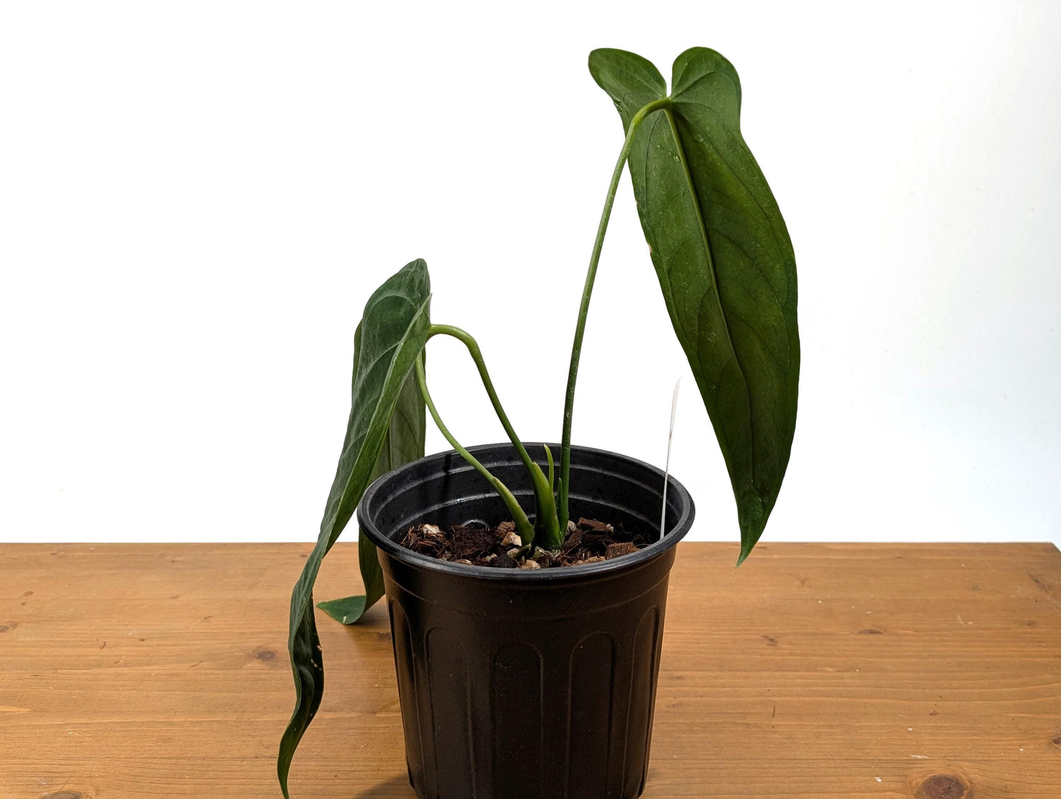 Exact XL Anthurium Warocqueanum Esmeralda Queen Dark in 1 Gallon (7.5 Inch) Pot